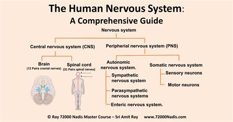 nervous system parts    nervous system eoys
