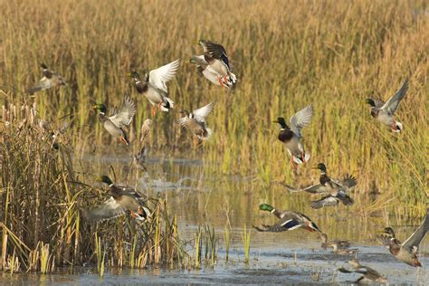 New duck hunting zones take effect Nov. 5 | wwltv.com
