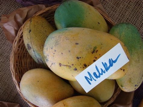 mallika mango alchetron   social encyclopedia