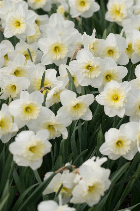 Garten Navi Gro Kronige Narzisse Narcissus Ice Follies