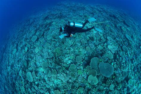 Survey Of The World S Reefs Reveals The Extent Of The Coral Reef Crisis