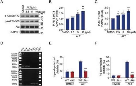 Full Article Alantolactone Induces Platelet Apoptosis By Activating