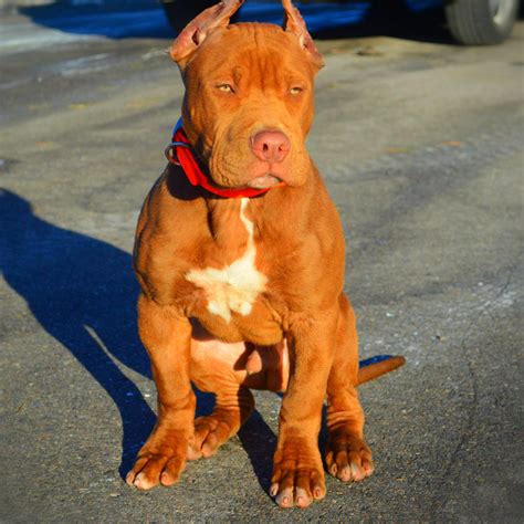 Blue And Red Nose Pitbull Mix Puppies