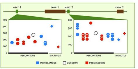 Species Sex And Individual Differences In The Vasotocin Vasopressin System Relationship To