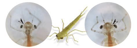 Larvae Of Enallagma Cyathigerum Left And Ischnura Elegans Middle And