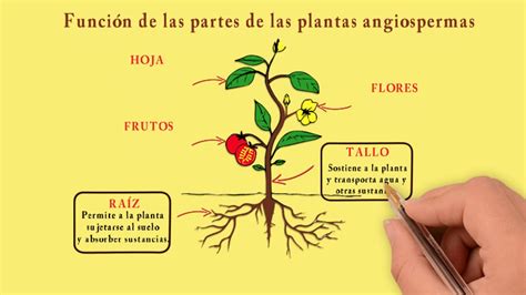 Esquema De Una Flor En Angiospermas Verloop Io