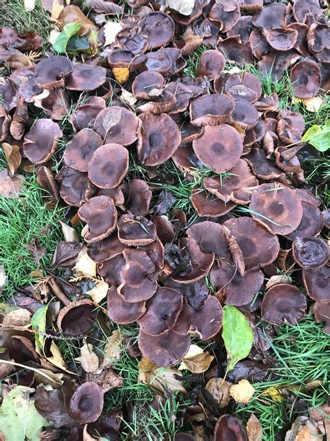ID please. Whole carpet of these in Portland, Oregon. : r/mycology