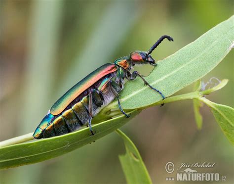 Spanische Fliege Bilder, Spanische Fliege Fotos | NaturFoto