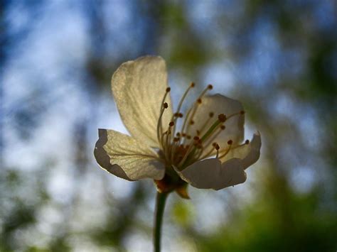 Floraison | v o y a g e u r | Flickr