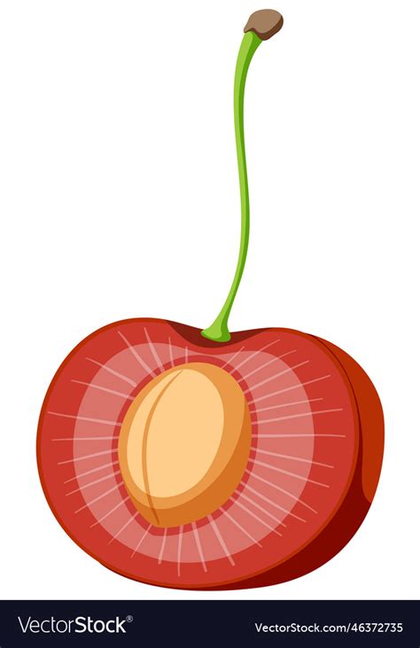 Red Cherry Cross Section Royalty Free Vector Image