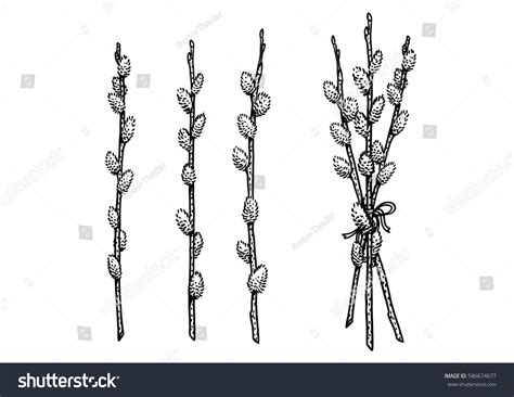 Vektor Stok Pussy Willow Illustration Drawing Engraving Line Tanpa
