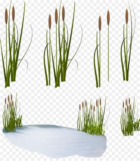 Камыш клипарт (66 фото)