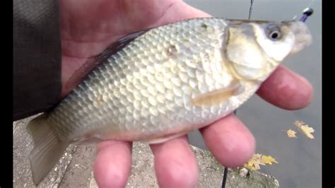 Мормышинг. Октябрьский карась. 😉 - YouTube