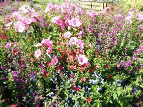 Лен крупноцветковый – воздушное очарование