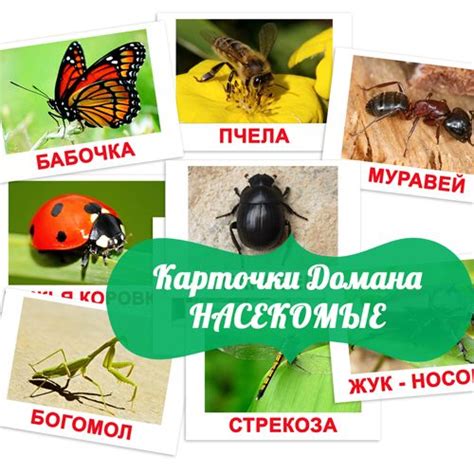 насекомые картинки для детей, карточки Домана | Kindergarten crafts ...