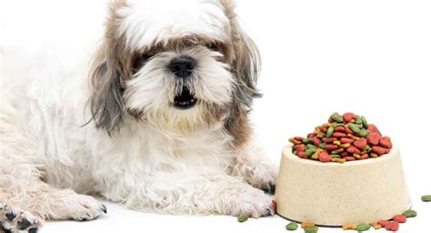 Best Dog Food For Shih Tzu Puppies, Adults And Seniors