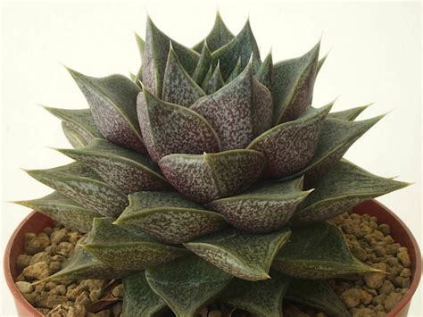 Echeveria Purpusorum World Of Succulents