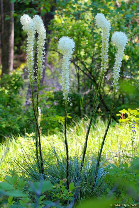 bear grass   world  marty essen