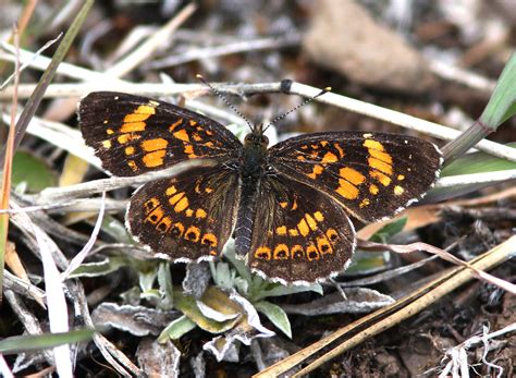 Brown Butterflies, species, facts, comparisons and photographs