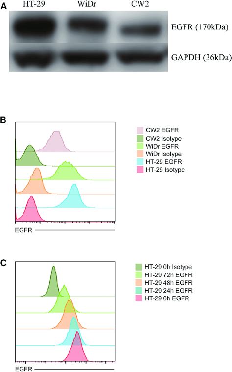 Evaluation of EGFR Expression (A and B) EGFR expression in three human ...