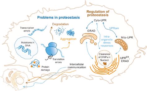 Figure From Recent Advances In Understanding The Role Of Proteostasis