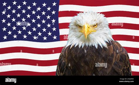 Bald eagle in front of the American flag - Digital painting Stock Photo ...