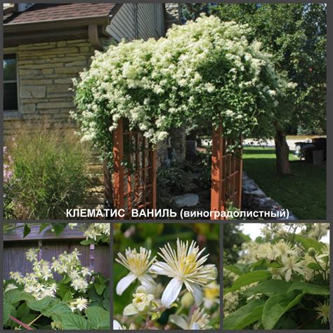 Клематис в ландшафте (71 фото) » НА ДАЧЕ ФОТО