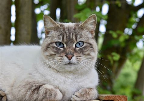 500 Free Pussy Cat Images Pixabay