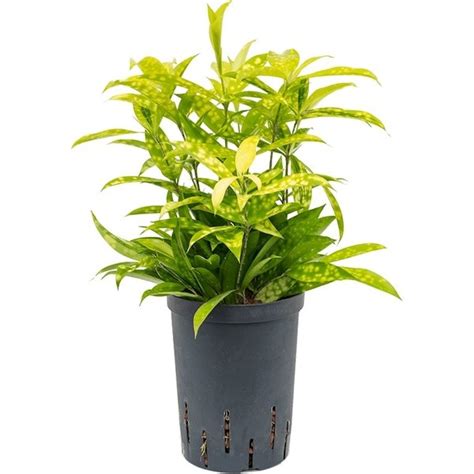 Dracaena Surculosa Mike Hydrocultuur Eenvoudig Online Bestellen