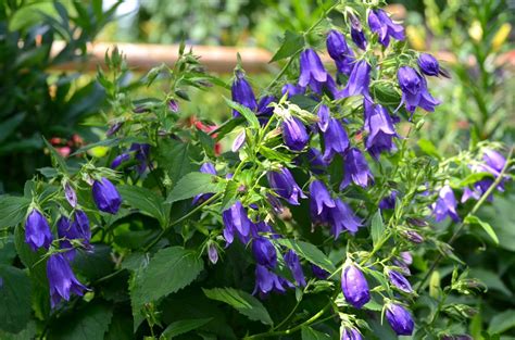 Сорта Колокольчиков Фото – Telegraph