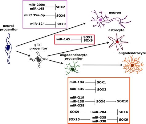 Frontiers SOX Transcription Factors As Important Regulators Of