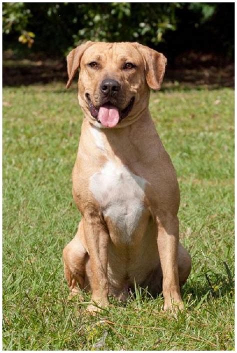 Black Mouth Cur - Puppies, Breeders, Facts, Pictures, Price, Lifespan ...