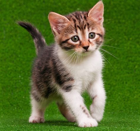 Cheap Kittenscheap Kittens For Salecheap Kittens For Sale Near Me