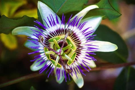 All About Paraguays National Flower The Bluecrown Passionflower