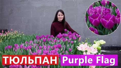 Тюльпан Purple Flag (Пурпл Флаг) 🌷 Відео 2021 року ! - YouTube