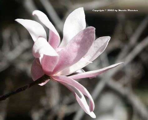 Magnolia Stellata Rosea Pink Star Magnolia California Gardens