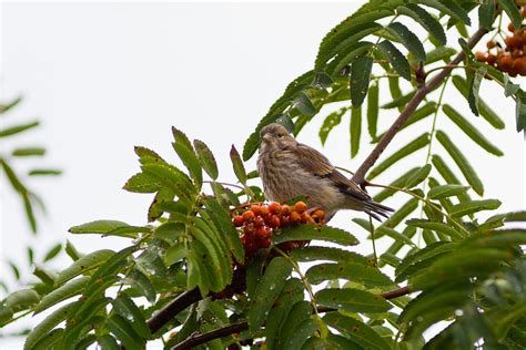 Bird Finch Berries - Free photo on Pixabay - Pixabay