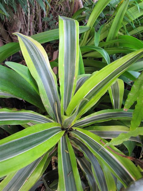 9 Plants That Look Like Snake Plants - ProGardenTips