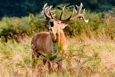 Stag Red Deer Male Free Photo On Pixabay