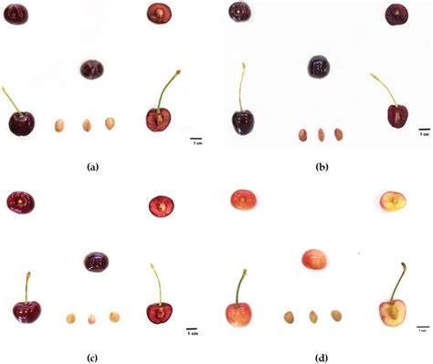 Cherry Varieties Descriptions