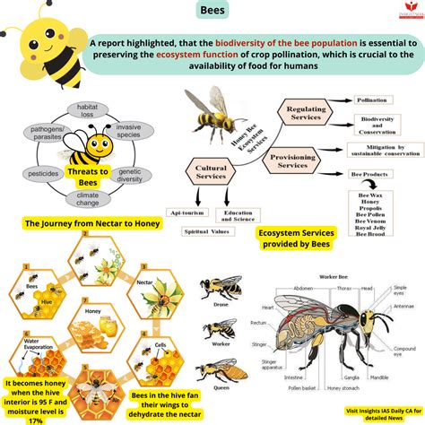 Biodiversity Of The Bee Population Critical For Ecosystems Insights Ias Simplifying Upsc Ias