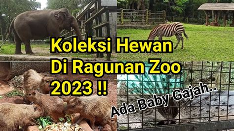 Koleksi Hewan Terbaru Di Kebun Binatang Ragunan 2023 Wisata Seru