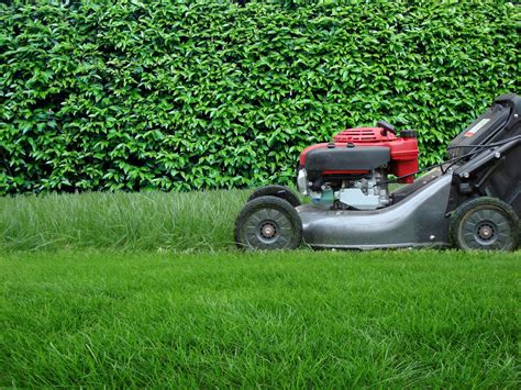 Spring Lawn Care & Maintenance Tips | Spring lawn care, Lawn care