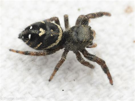 Johnson S Jumping Spider From Capital Regional District Bc Canada On