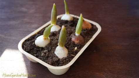 grow tulips indoors indoor tulip cultivation