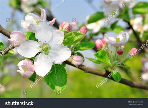 spring blossoms stock photo  shutterstock