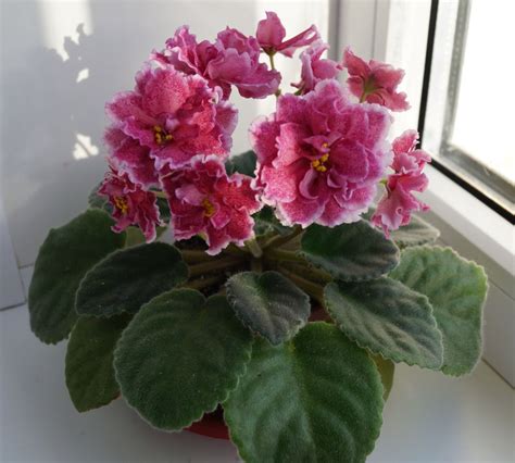 Фиалка На Сладкое Фото И Описание – Telegraph