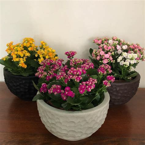 Floricultura Aramita - Empório Aramita | Montes Claros MG