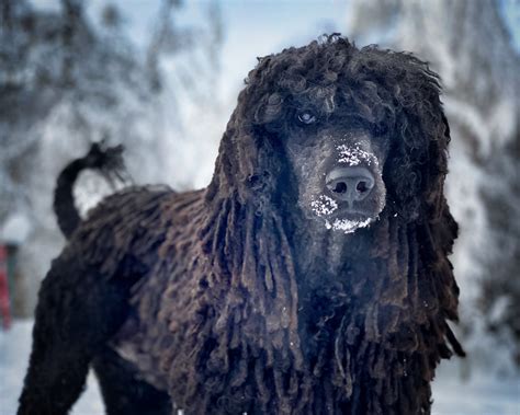 Wallace’s Story: A Journey Through an Osteosarcoma Diagnosis — Galavanting Poodles