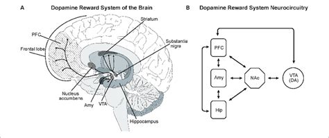 Dopamine Receptors In The Brain